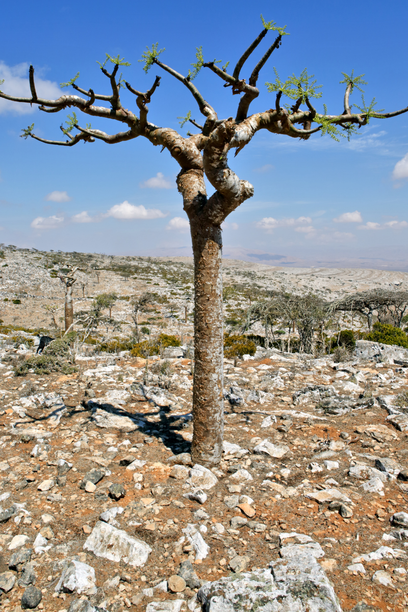  Boswellia Serrata